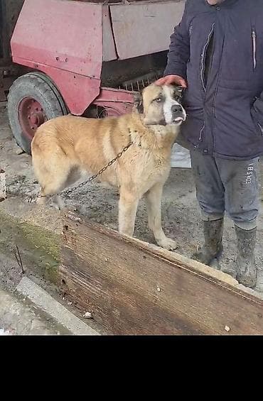 it adlari qiz: 1 il, Erkek, Peyvəndli — 5