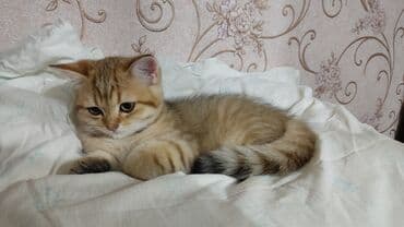 приют для кошек в баку: Британская, Самец, В добрые руки — 5