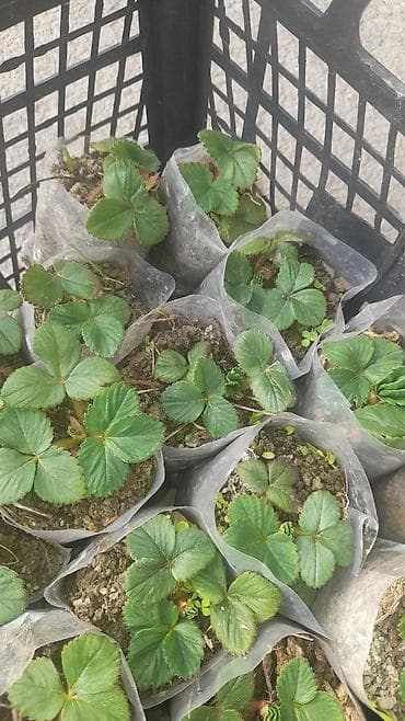 dombalan qiyməti: Çiyələk şitilləri. Açıq hava şərayitində dekabrın sonuna kimi bar — 2