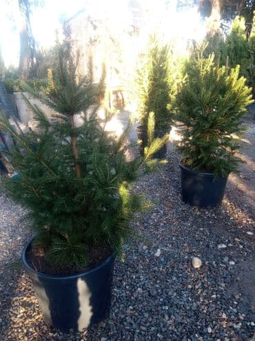 sumax ağacı: Yeni il şamları Pixta və Kremlovski təbii şamlar dibçəkdə topdan en — 16