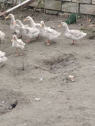 Cücələr: Dilli ordekler — 8