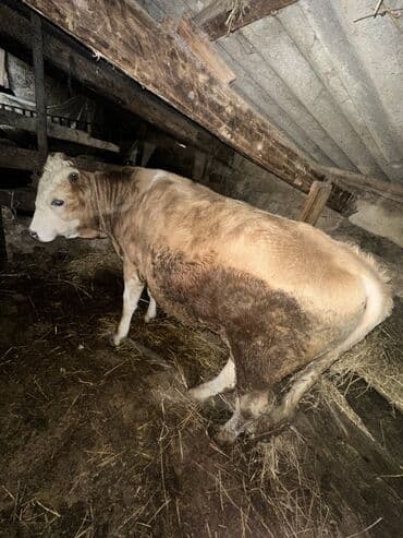 ətlik inək cinsləri: Erkək, il: 1, 100120 kq, Damazlıq, Ətlik, Ünvandan götürmə — 4