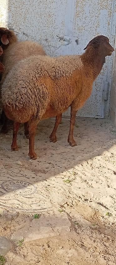 Keçilər, çəpişlər: Salam ünvan Bakıin maştağa kendi obşi 5 baş qoçnu almış boğaz cavan — 10