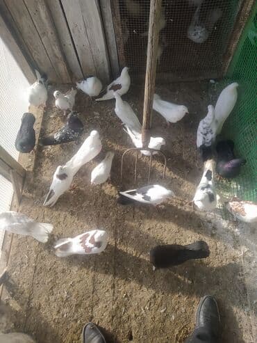 gərəf quşu: Məhsul: müxtəlif rəng və naxışlarda ev göyərçinləri dəsti Təsvir: - — 3