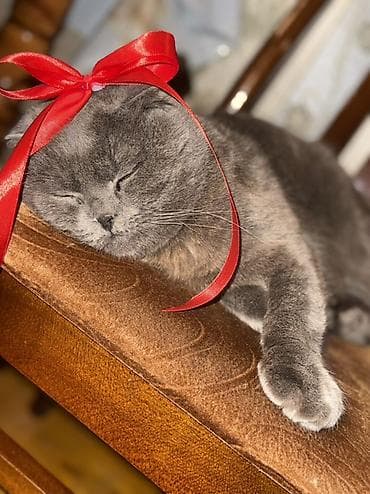 pişik yuvasi: Pulsuzz! Bala garshiliginda cutleshmee — 7