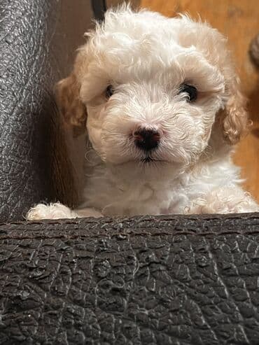 İtlər: Pudel, 2 ay, Erkek, Peyvəndli, Ödənişli çatdırılma — 6