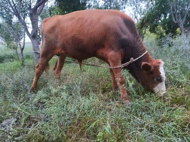 itlərə verilən adlar: Erkək dana — 2