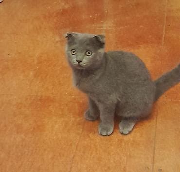 Pişiklər: Britan — 4