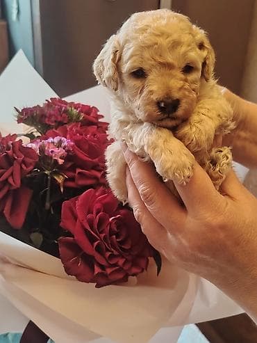 Gəmiricilər: Pudel, 1 ay, Erkek — 2