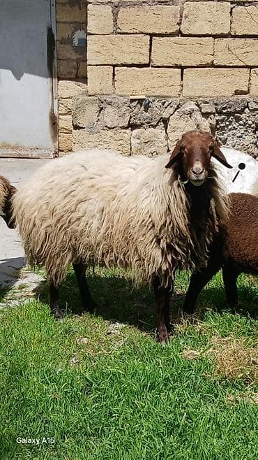 itler tap az: Məhsul: Qoç.Qala sortu 3yaw.real alıya endirim var.elaqe nomre ve — 7