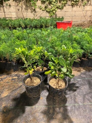 gül toxumları satışı: Dekorativ çöl bitkilərinin satışı və Sifarişlə yetişdirilməsi.Satış — 22