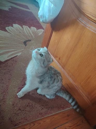 fold: Şotland yastı qulaq — 2