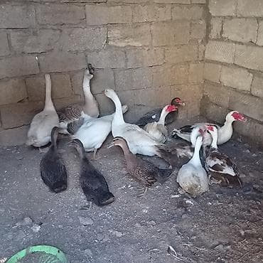 pekin ördək: 4 dənə qaz 3 dişi 1 erkey 6dene lal ordey 4disi 2 erkey 3 dənə — 2