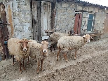 Akvariumlar: Dişi, il: 2 — 8