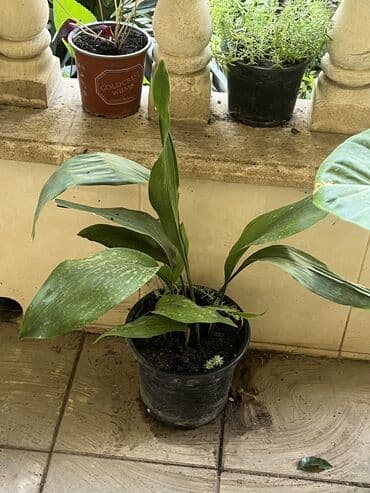 продажа комнатных растений: Her nov guler var endirimnen verecem Gencedi istiyen yazsin satiş — 32