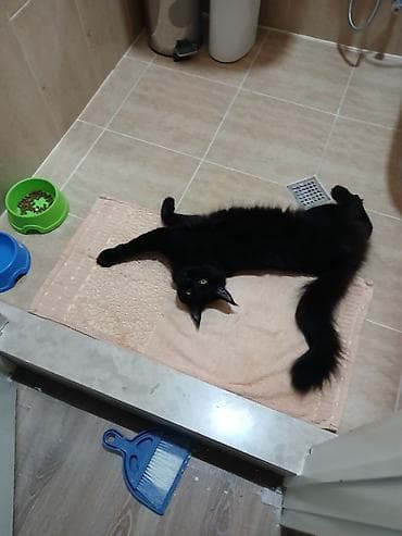 pişik cins: Yaxşı əllərə — 2