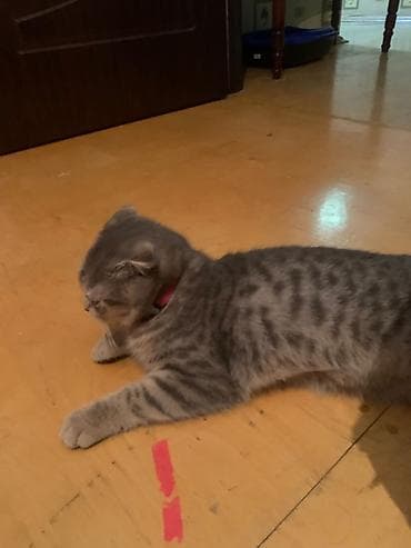 Gəmiricilər: Şotland yastı qulaq — 3