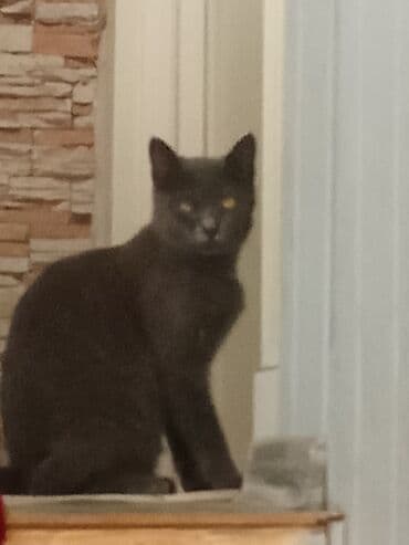 pişiy adlari: Yaxşı əllərə — 1