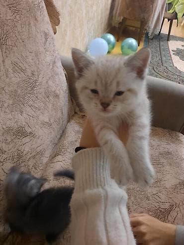 pişim: Britan — 2