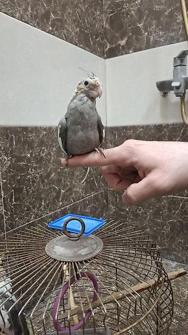 amadin qusu: Karela (cockatiel) quşları satılır. 1 cüt (erkək və dişi, 1 yaş) + 2 — 5