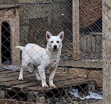 scottish fold qiyməti: Satılır – Zıvanoq Çubuş İtlər Şəkildə gördüyünüz 2 ədəd zıvanoq çubuş — 2