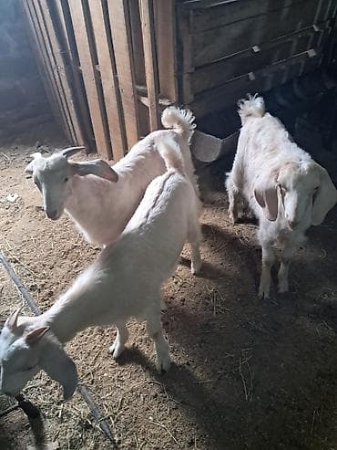 Salam. 3 ayliq erkek Saanen rus keci balalari satilir. Saglam