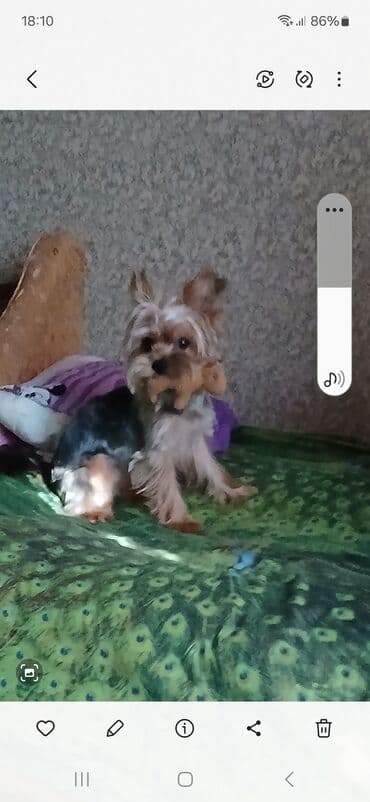 itlər ucuz: Yorkşir teryer, 1 il, Erkek, Cütləşmə üçün — 1