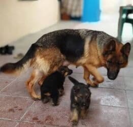 qara afçarka balası: 2 ay, Dişi — 2