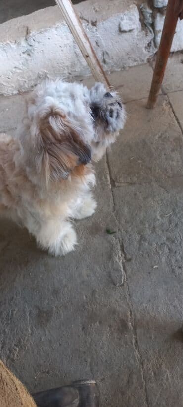 - İt növü: kiçik ölçülü, uzun tüklü toy tipli it (yüngül