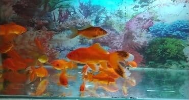 baliq tutmaq ucun yem: Qızıl balıq, Sülhsevər, Pulsuz çatdırılma — 3