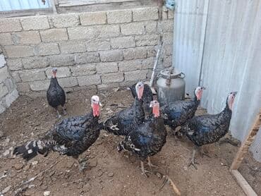 saanen kecisi qiymeti: Satış üçün hinduşka sürüsü - Növ: Qara rəngli, naxışlı lələklərə — 1