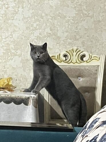 pişik satışları: Britan, Erkək, Cütləşmə üçün, Ünvandan götürmə — 4