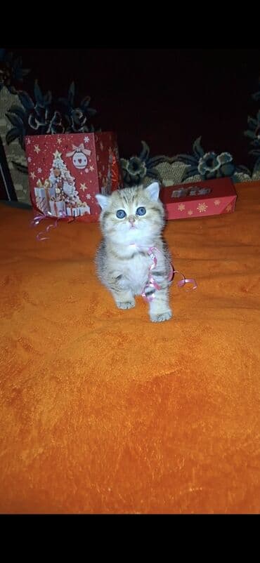 pişik şotland: Şotland yastı qulaq — 2