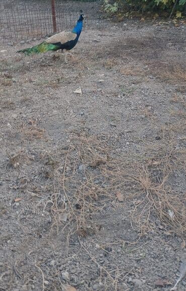 akvarium baliqlari satisi: Məhsul: Hind tovusu (taclı tovuzquşu) – erkək Təsvir: - Canlı, parlaq — 2