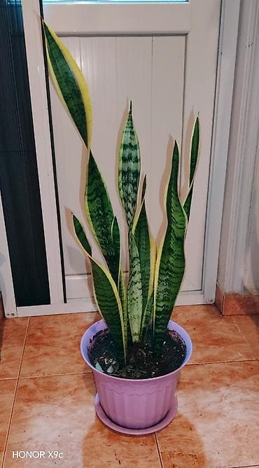 Bitki: Sansevieria trifasciata (Eşşəkquyrğu/Snake Plant) - Bənövşəyi lalafo.az -da Bitki: Sansevieria trifasciata (Eşşəkquyrğu/Snake Plant) - Bənövşəyi