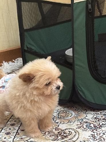 xaski balası: Pudel, 2 ay, Erkek, Peyvəndli, Pulsuz çatdırılma — 2