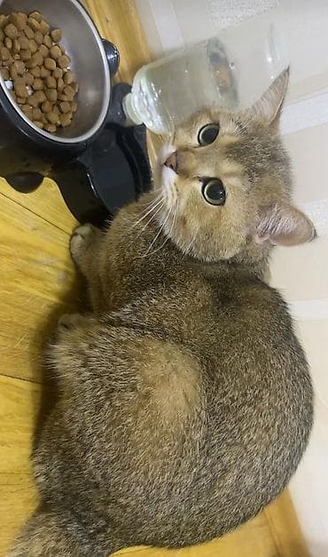 : 1 yaş 2 aylığ erkəy gold şinşila cütləşdirməyə uyqundu tam saqlamdı lalafo.az -da : 1 yaş 2 aylığ erkəy gold şinşila cütləşdirməyə uyqundu tam saqlamdı