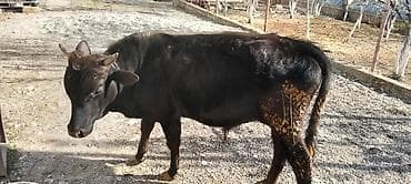 cins inekler: Dana, buzov, Erkək, ay: 10, Ətlik — 2