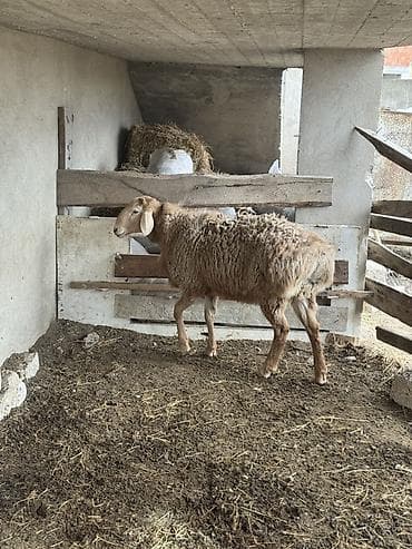 qoyun ucuz: Qoyun – ət və damazlıq üçün - Cins tipi: QISSAR uzunqulaq, - Rəng — 9