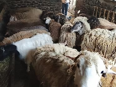 cins buzovların satışı: Gəncədə toya nişana qurbanlıq üçün hər cür quzularimiz var yaxşı — 5
