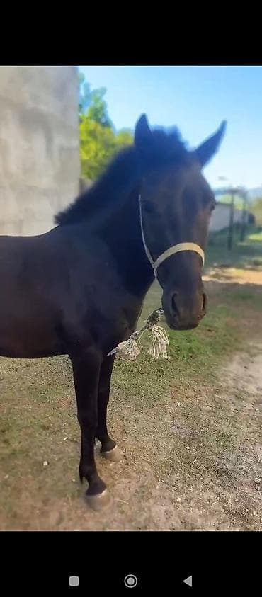 Erkək, il: 1, Ödənişli çatdırılma lalafo.az -da Erkək, il: 1, Ödənişli çatdırılma