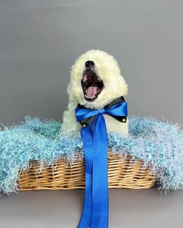 ən gözəl it adları: Bişon Frize — 7