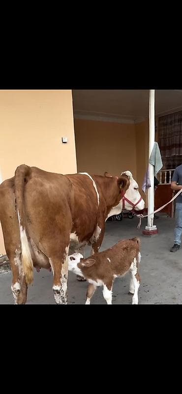 inək sagan: Simental tipli inək və balası - Cins: Simental tipli, qırmızı-ağ rəng — 6