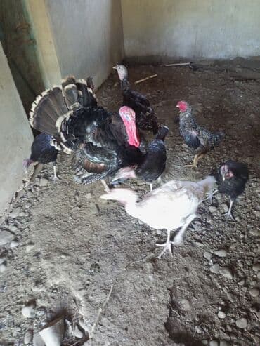 dana qiyməti xacmaz: Tam sağlam kənd heyvanlari xoruzlar 15 də var 20 ye də hinduşkalar — 5