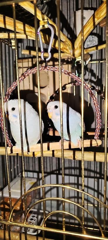 papuqay yemleri: İki Cüt Tutuquşu Satılıt Bir Cüt Ağ Bir cütdə Yaşıl və Aarı — 8