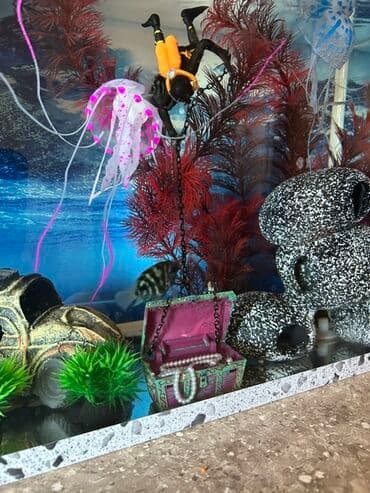 lavanda lal ordəklər: Dördbucaq akvarium, Balıqlarla birlikdə, 25 l — 2