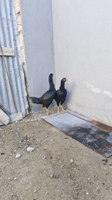 kənd toyuqları: Toyuq, Damazlıq — 2