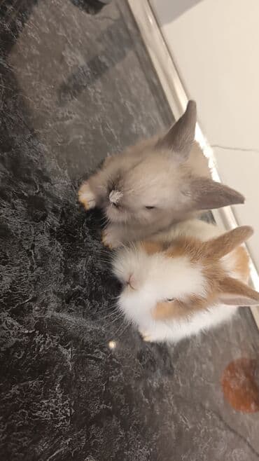 bala dovşanlar: Bala dovsanlar tek ve ya top — 1