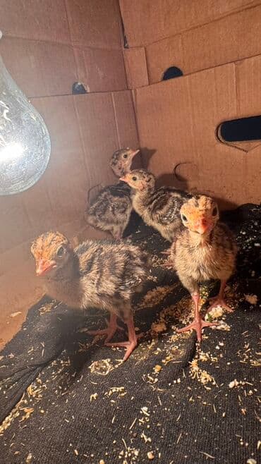 K/t heyvanları üçün mallar: Hinduşka cücələri, Damazlıq — 2