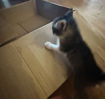 pişik balasi: Xaçapurik ev axtarır Pişik sahibləndirilir — yalnız yaxşı əllərə — 3